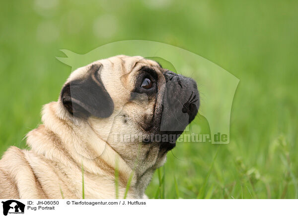 Mops Portrait / Pug Portrait / JH-06050