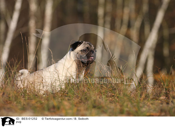 Mops / pug / BES-01252
