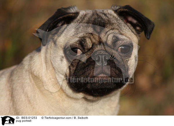 Mops Portrait / pug portrait / BES-01253