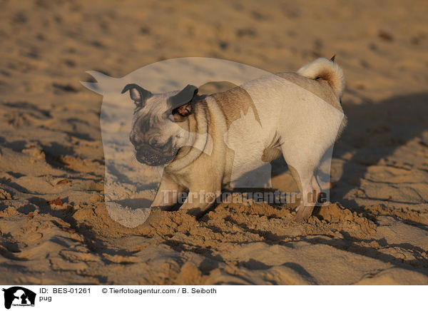 Mops / pug / BES-01261