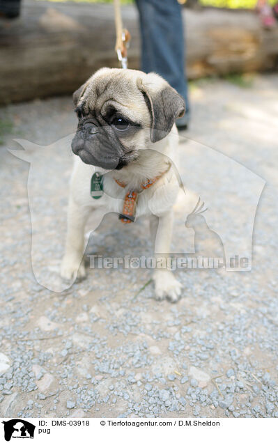 Mops / pug / DMS-03918
