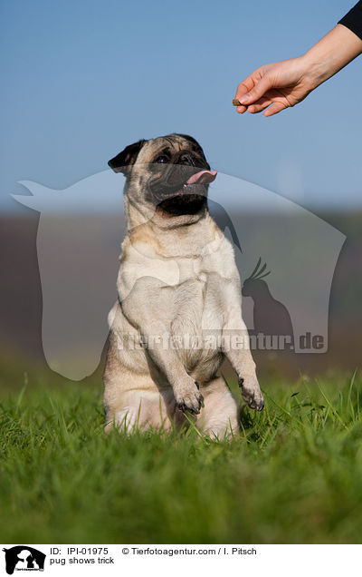 Mops macht Mnnchen / pug shows trick / IPI-01975