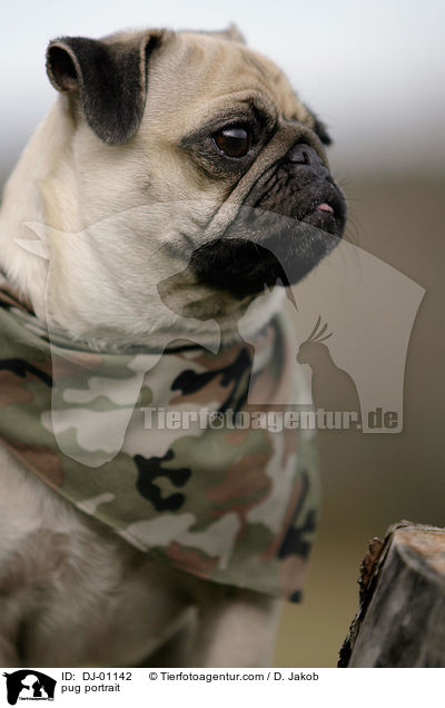Mops Portrait / pug portrait / DJ-01142