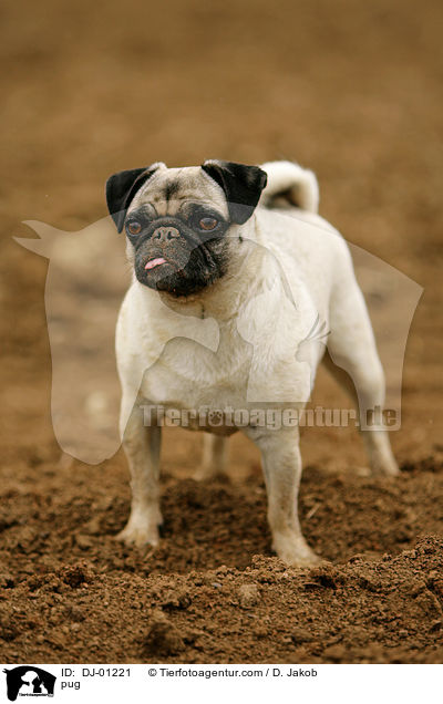 Mops / pug / DJ-01221