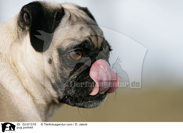 Mops Portrait / pug portrait / DJ-01316