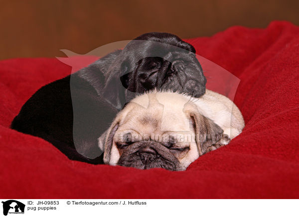 Mops Welpen / pug puppies / JH-09853
