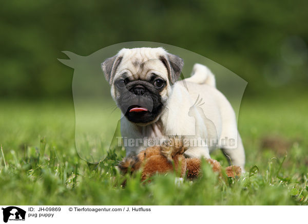 Mops Welpe / pug puppy / JH-09869