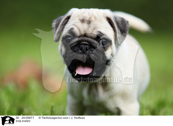 Mops Welpe / pug puppy / JH-09871