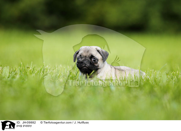Mops Welpe / pug puppy / JH-09882