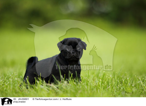 Mops Welpe / pug puppy / JH-09891
