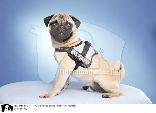 junger Mops / young pug / RR-34274