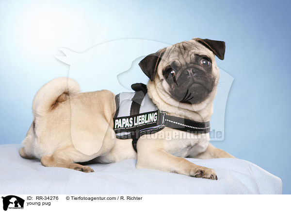 junger Mops / young pug / RR-34276
