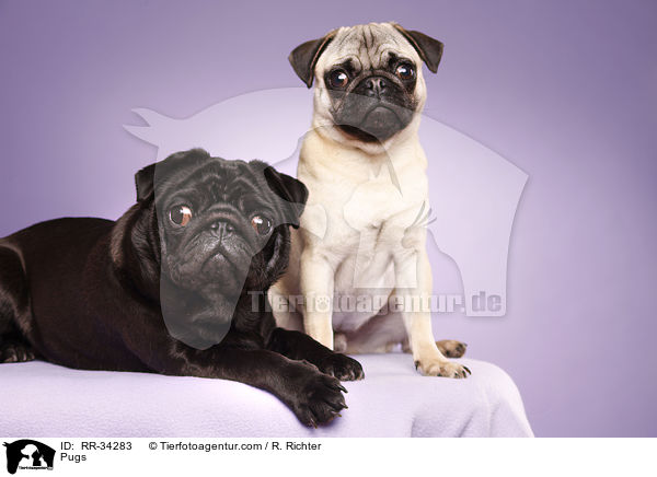 Mpse / Pugs / RR-34283