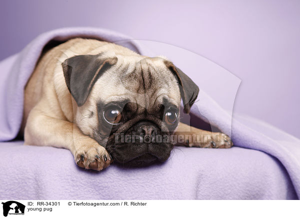 junger Mops / young pug / RR-34301