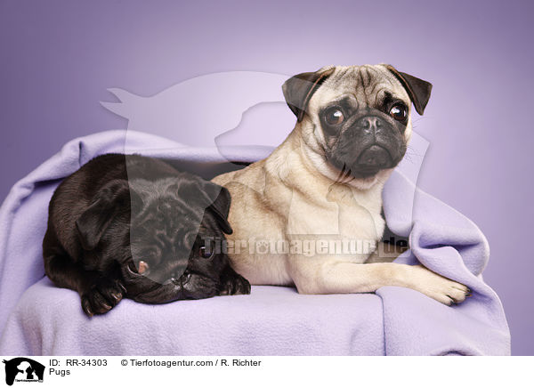 Mpse / Pugs / RR-34303