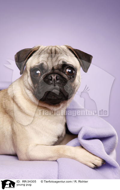 junger Mops / young pug / RR-34305