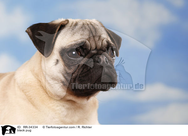 schwarzer Mops / black pug / RR-34334
