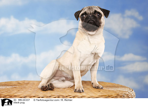 schwarzer Mops / black pug / RR-34337