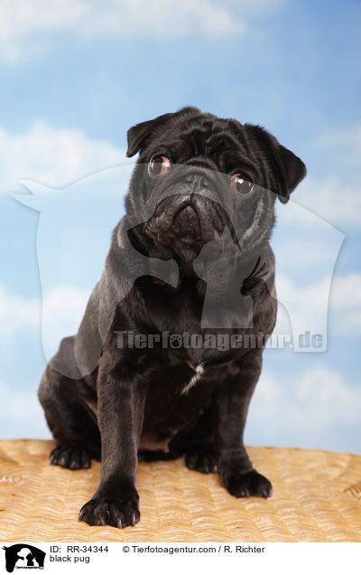 schwarzer Mops / black pug / RR-34344