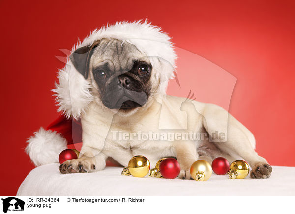 junger Mops / young pug / RR-34364