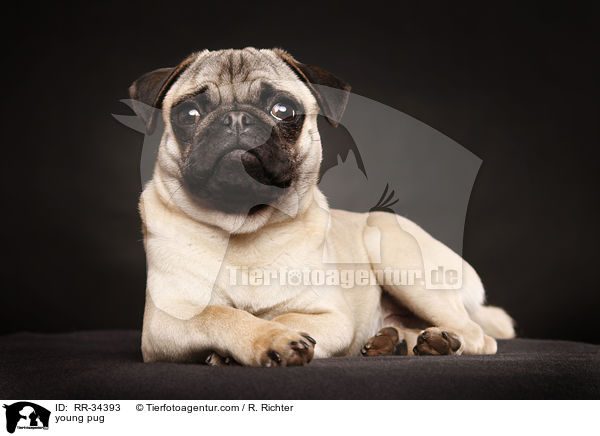 junger Mops / young pug / RR-34393