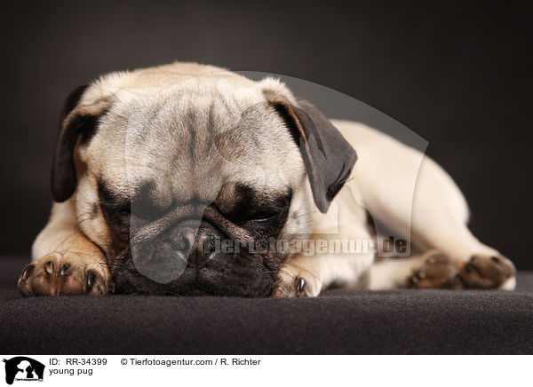 junger Mops / young pug / RR-34399