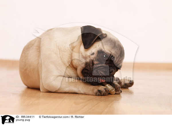 junger Mops / young pug / RR-34411