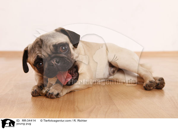junger Mops / young pug / RR-34414
