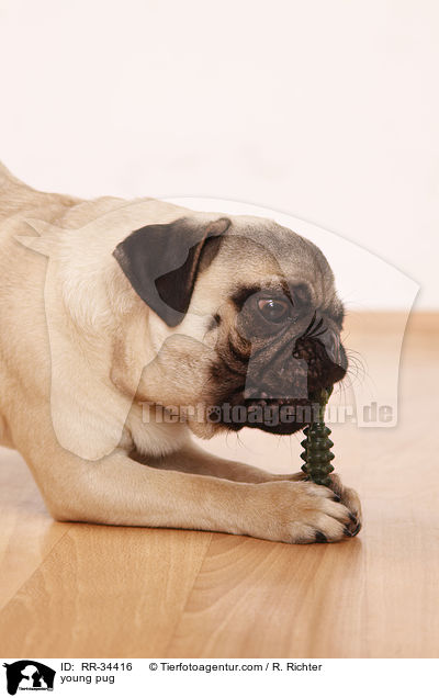 junger Mops / young pug / RR-34416