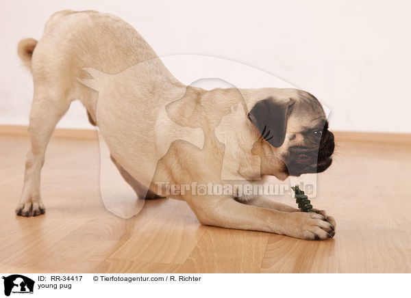 junger Mops / young pug / RR-34417