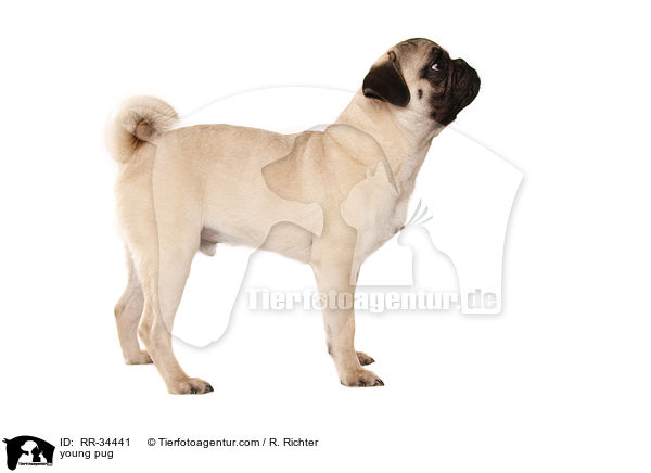 junger Mops / young pug / RR-34441