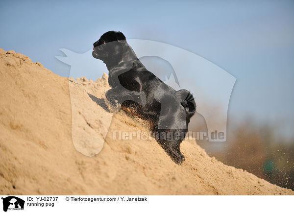 rennender Mops / running pug / YJ-02737