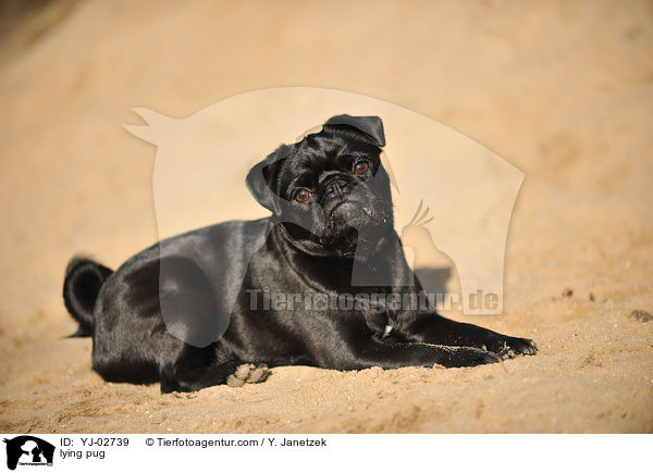liegender Mops / lying pug / YJ-02739