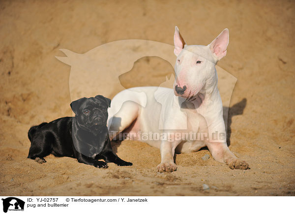 pug and bullterrier / YJ-02757