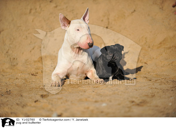 Mops und Bullterrier / pug and bullterrier / YJ-02760