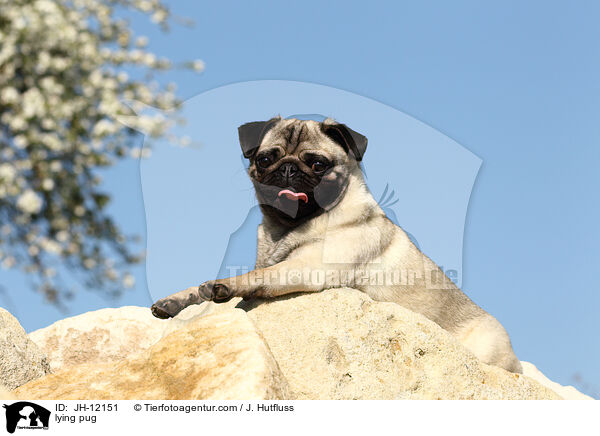 liegender Mops / lying pug / JH-12151