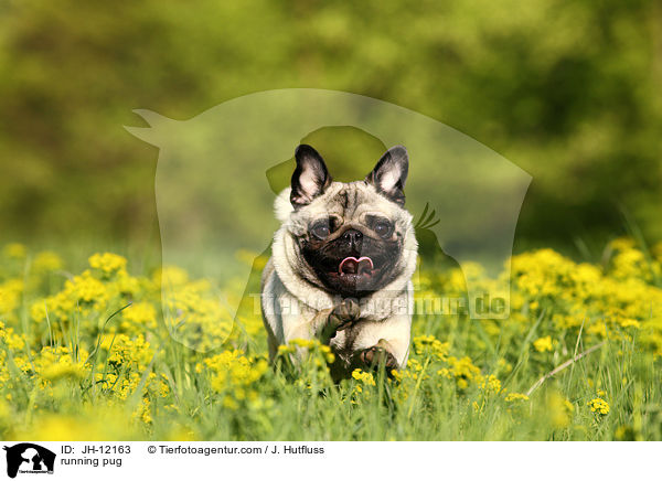 rennender Mops / running pug / JH-12163