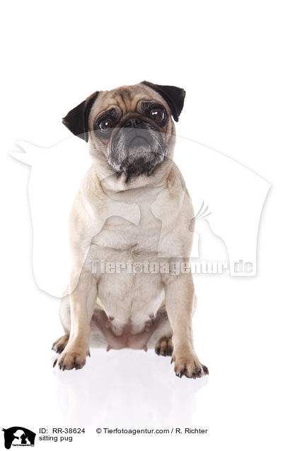 sitzender Mops / sitting pug / RR-38624