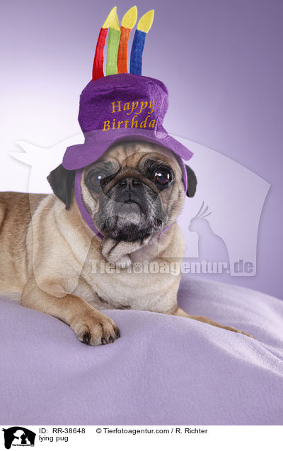 liegender Mops / lying pug / RR-38648