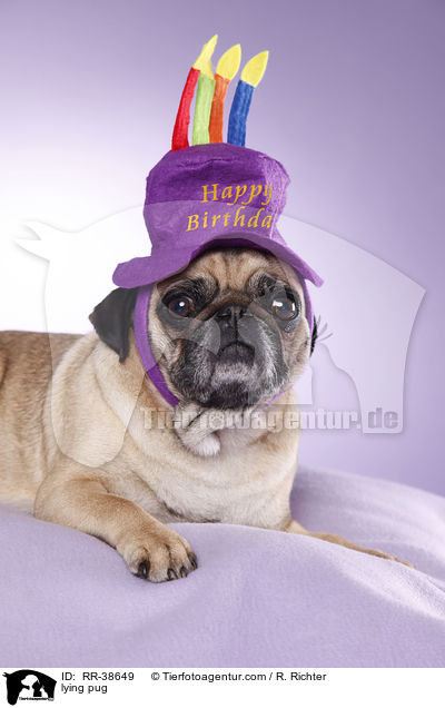 liegender Mops / lying pug / RR-38649