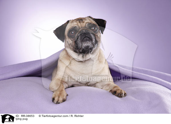 liegender Mops / lying pug / RR-38653
