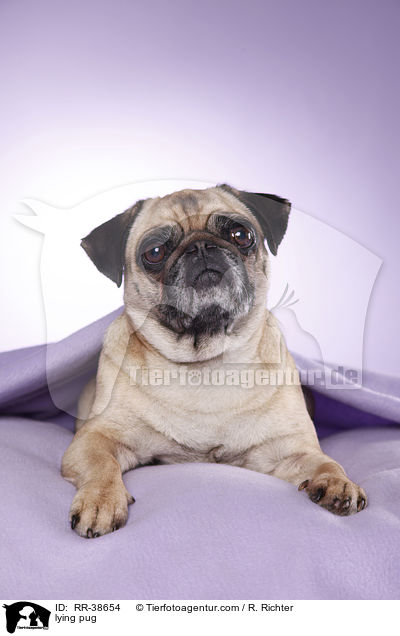 liegender Mops / lying pug / RR-38654