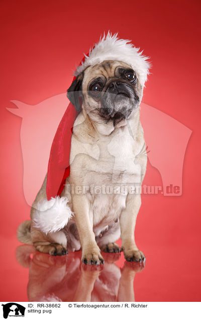 sitting pug / RR-38662