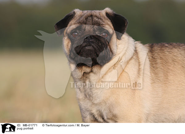 Mops Portrait / pug portrait / MB-01771