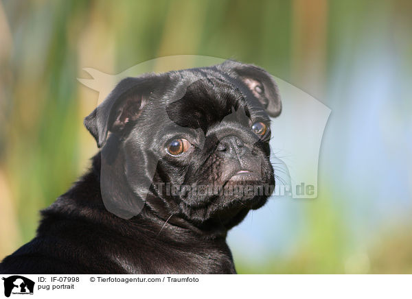 Mops Portrait / pug portrait / IF-07998