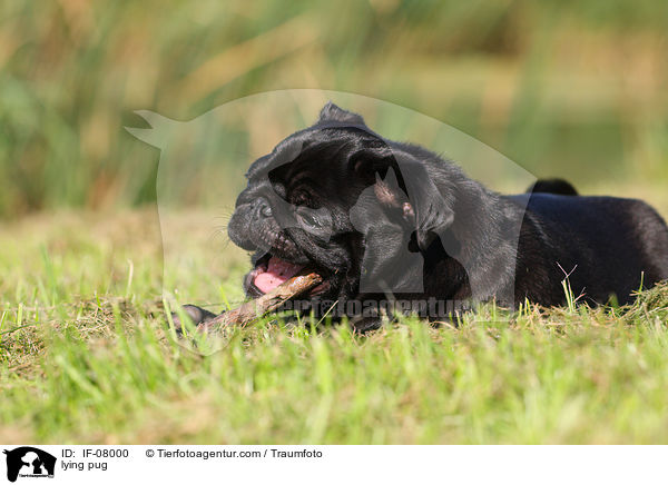 liegender Mops / lying pug / IF-08000