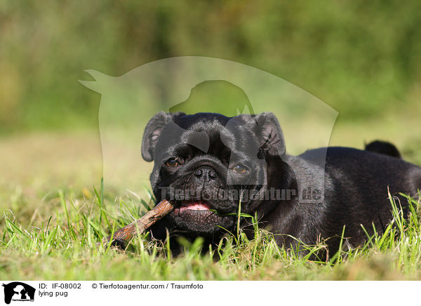 liegender Mops / lying pug / IF-08002