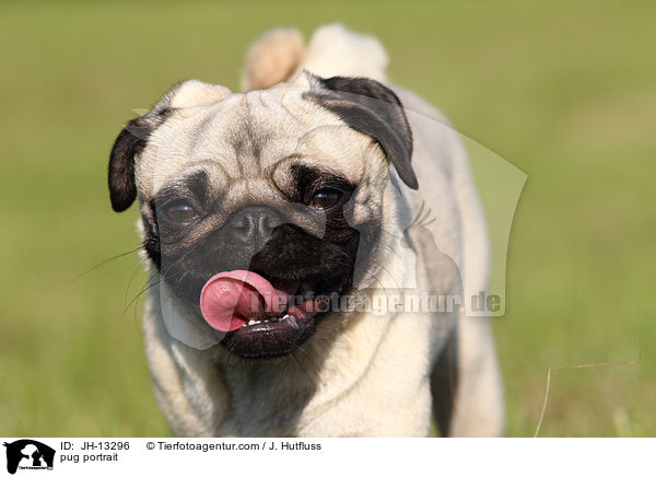 Mops Portrait / pug portrait / JH-13296