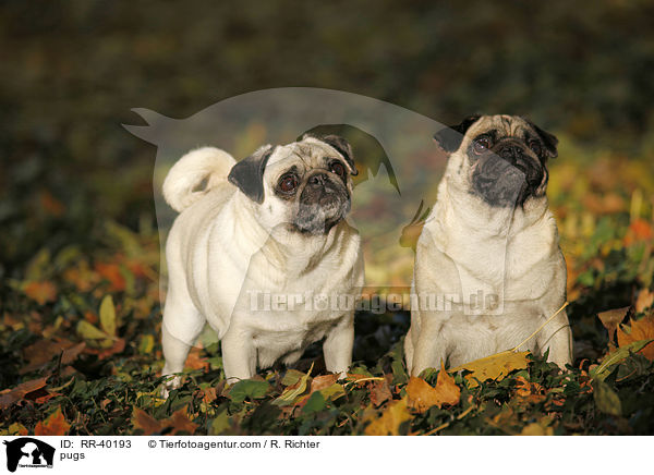 Mpse / pugs / RR-40193