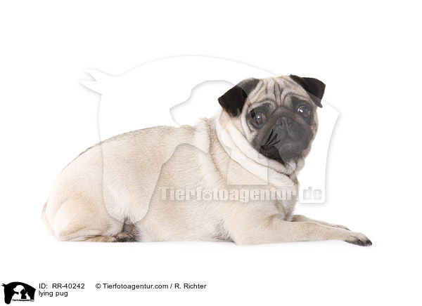 liegender Mops / lying pug / RR-40242